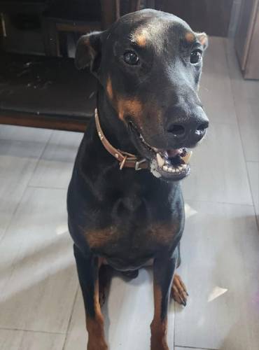 Picture of Dog